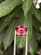 You May Like This Pink Tourmaline On Tweezers With Green Leaves In The Background