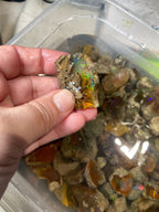 raw hydrophane opal